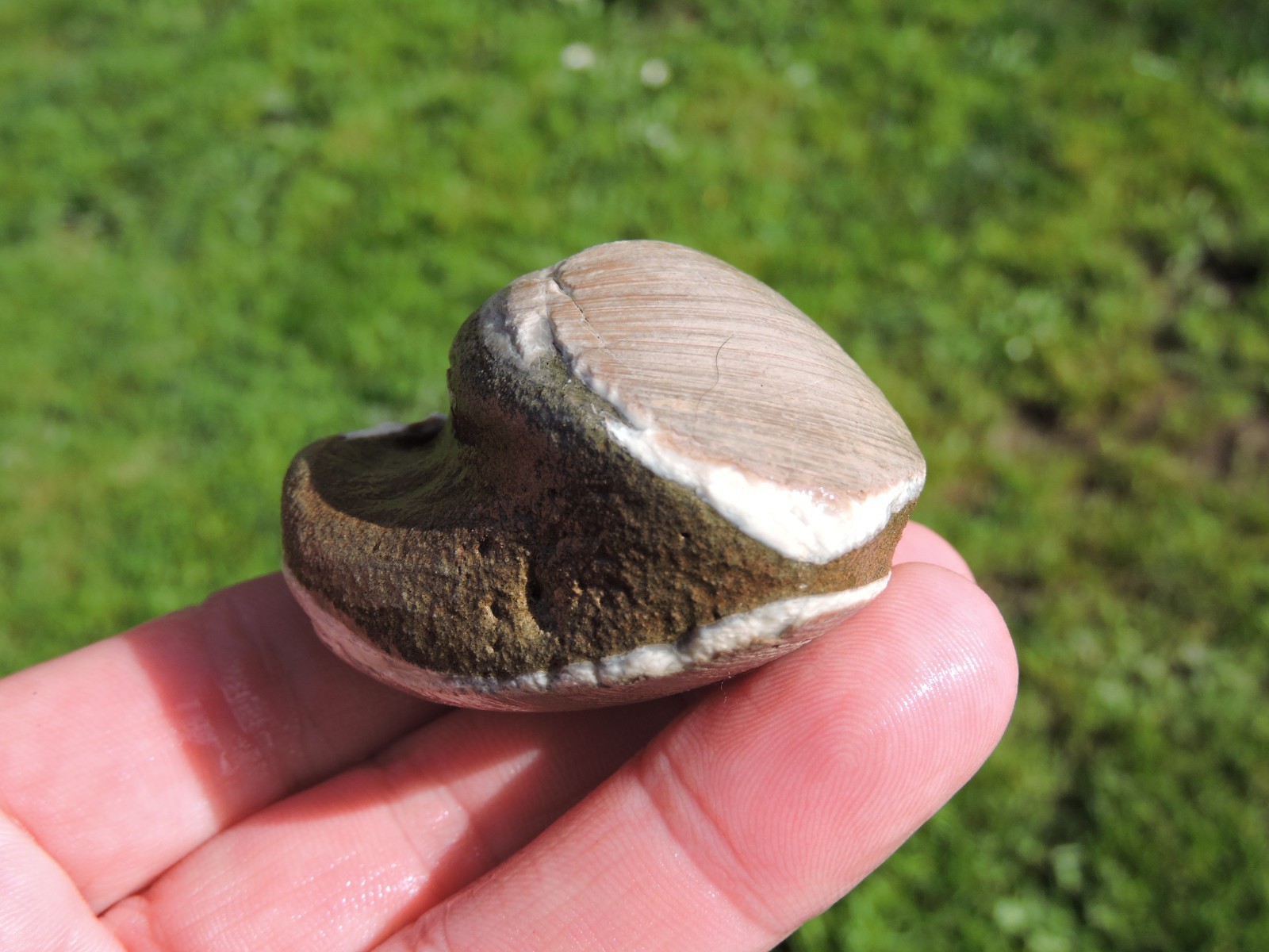 Box of MIXED Pacific Coast CLAM FOSSIL SHELL STONES Anadara, Steinkern ( 4 lb )