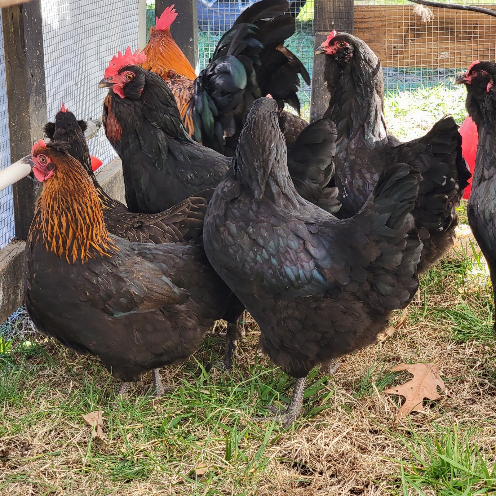 5+ F2 - F4 Olive Egger Hatching Eggs | Fast Free Shipping | TN NPIP CERTIFIED