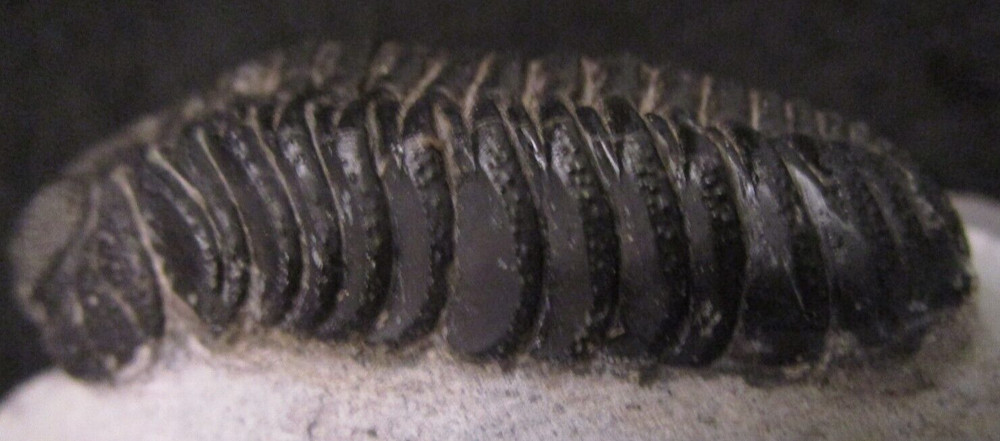 Large Excellent Example Devonian Phacops sp. Fossil Trilobite Morocco