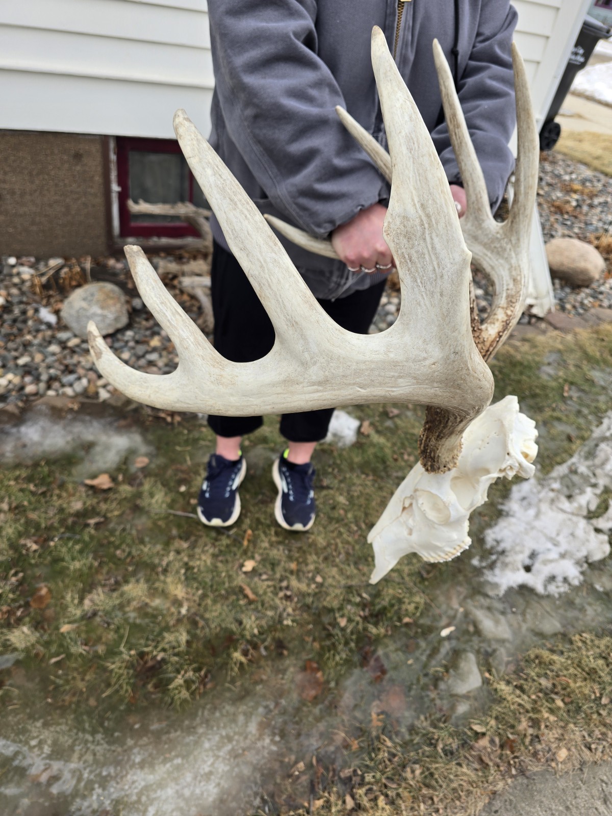 HUGE Wild 10pt 166" Whitetail Deer Skull European Decor Man Cave Taxidermy Buck