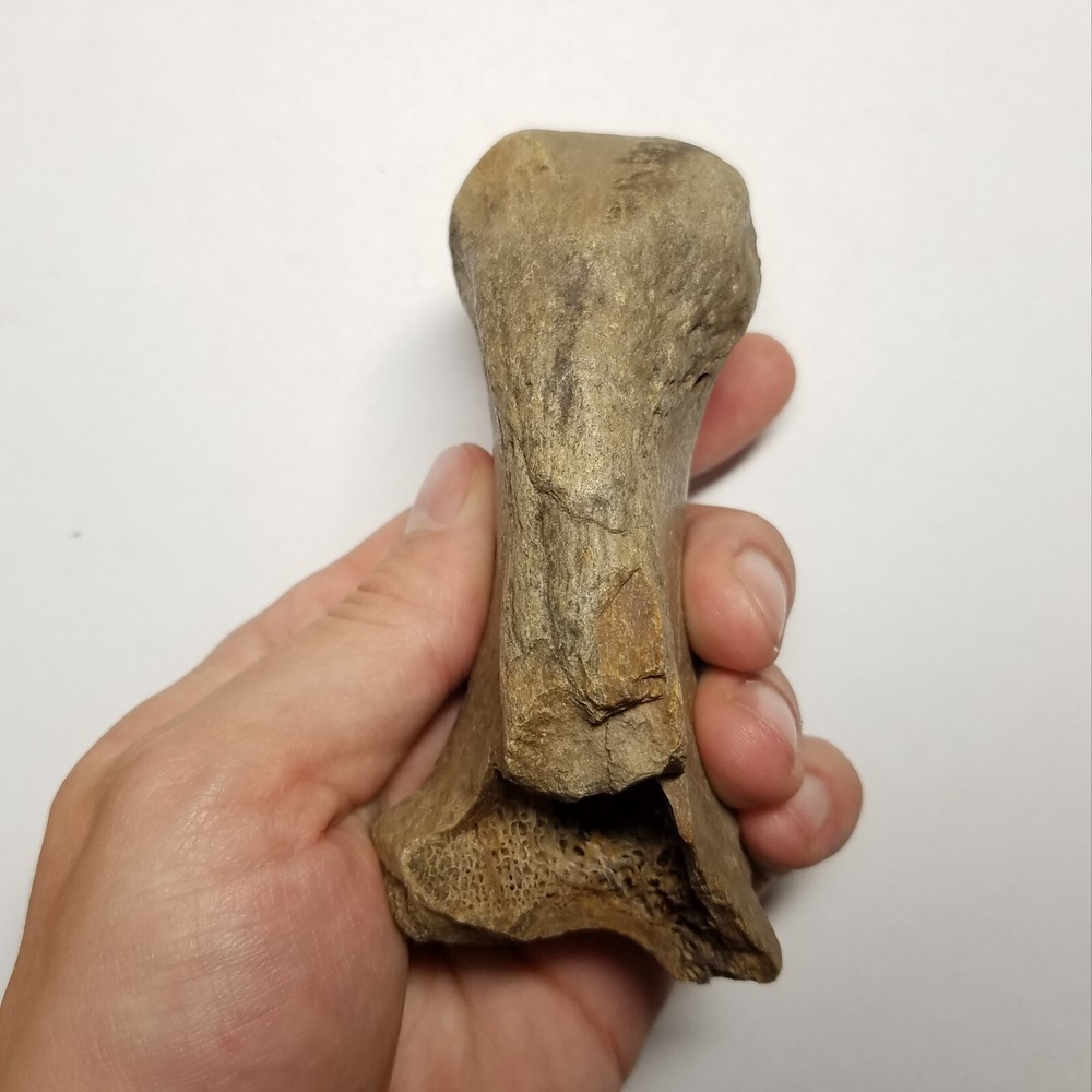 Fossil Giant Camel Calcaneous Bone Camelops mastodon sloth