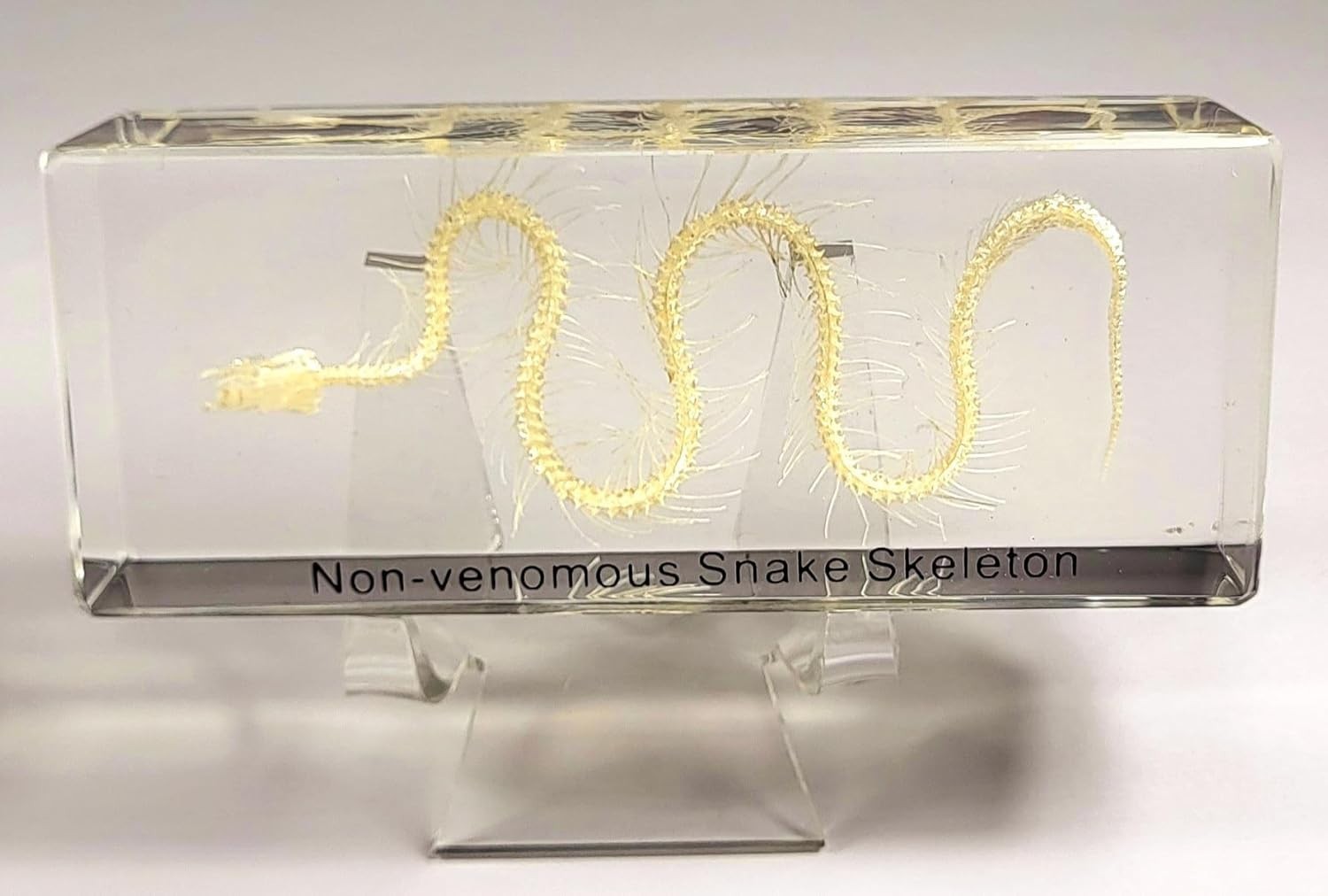 Real Water Snake Skeleton in 110mm Clear Lucite Resin Science Education Specimen