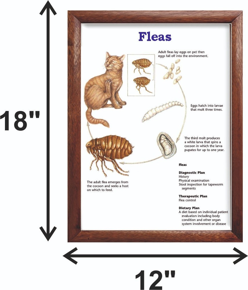 Fleas Chart 12x18 inches