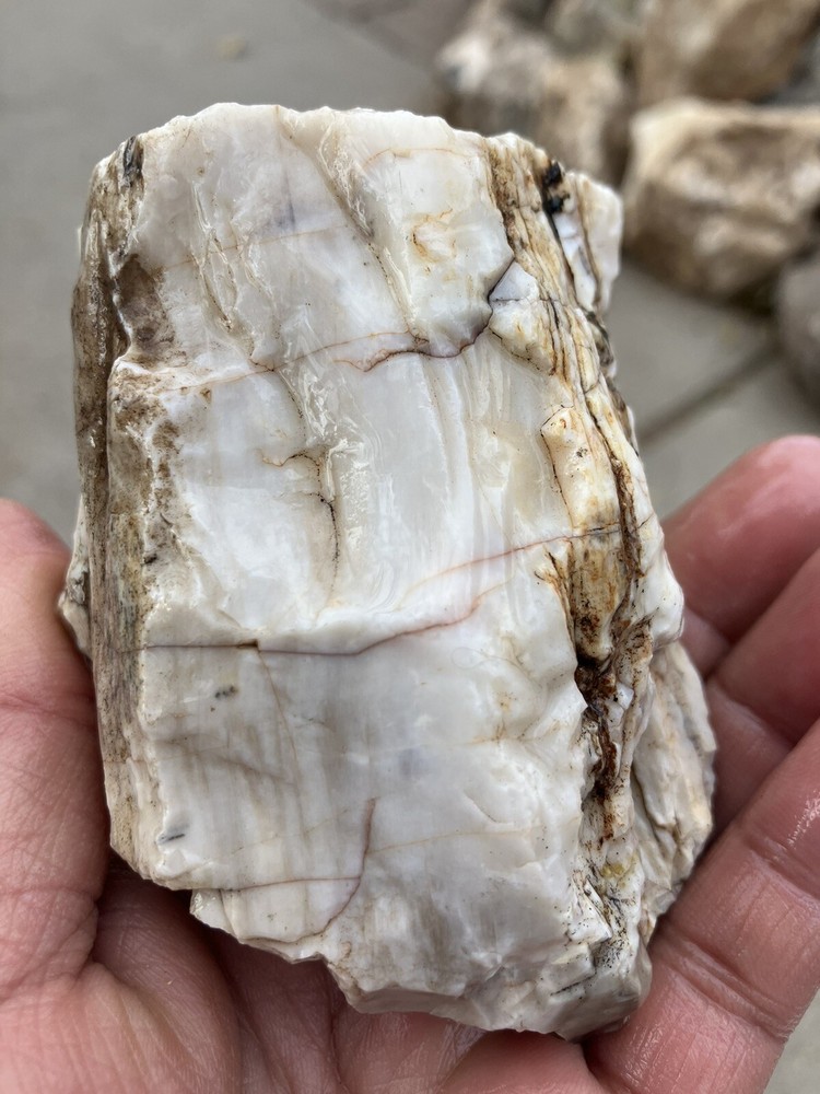 Opalized Petrified Wood