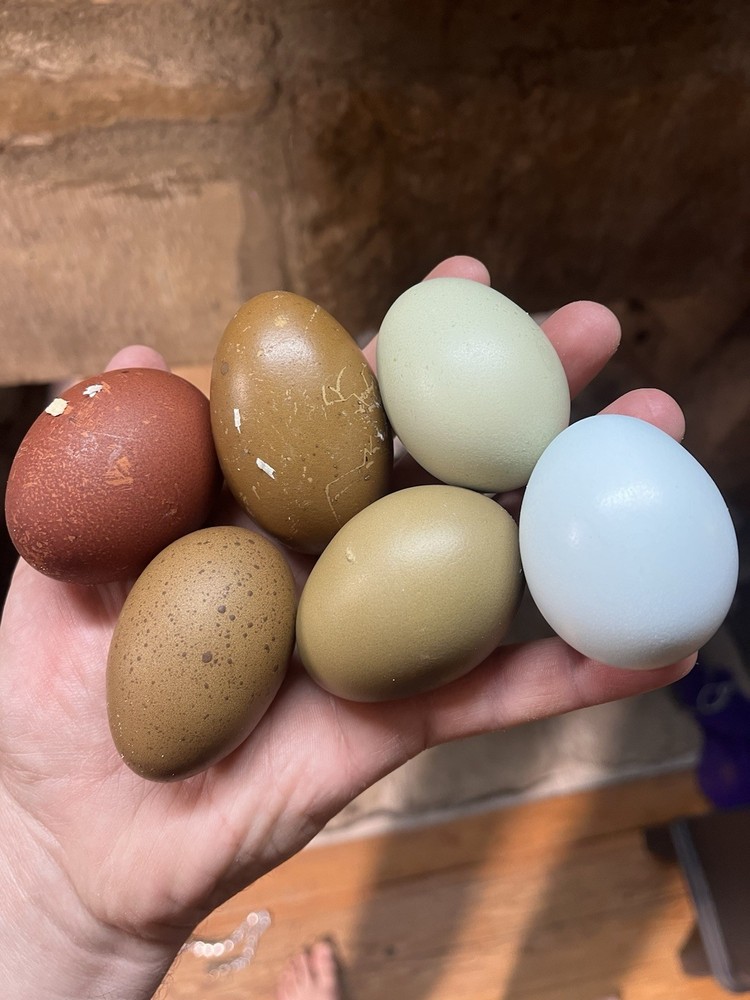 12 Olive And Dark Chocolate Egger Hatching Eggs