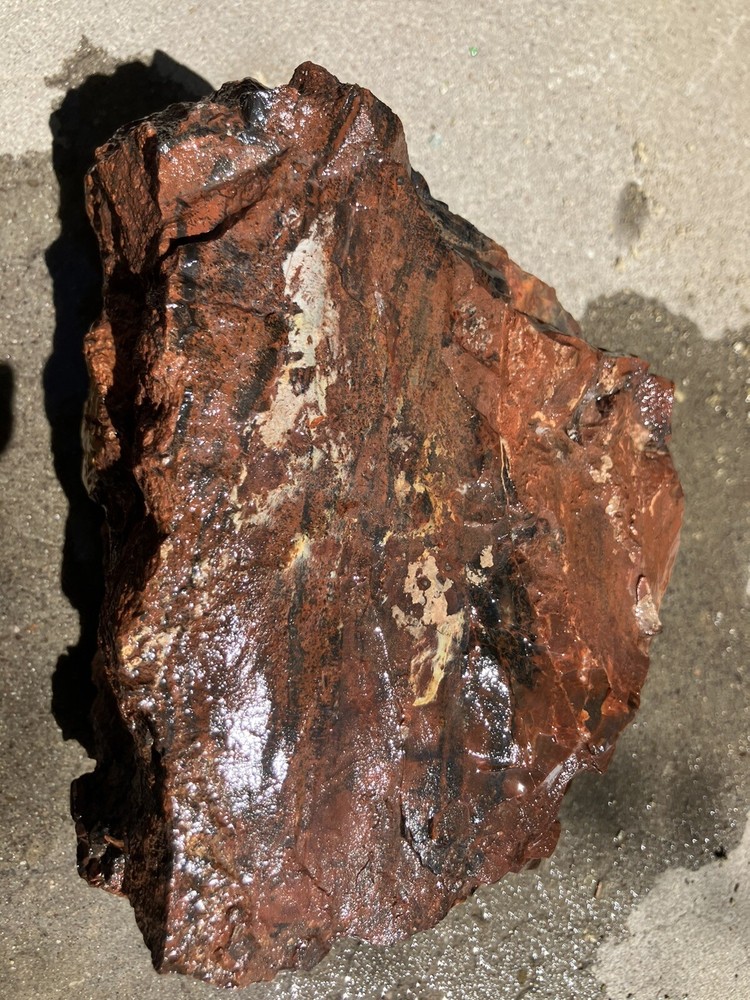 Arizona Petrified Log