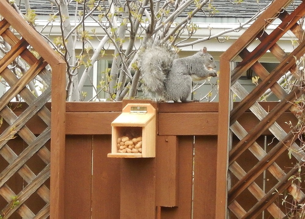 Cedar Squirrel Feeder Hand Made in U.S.A.