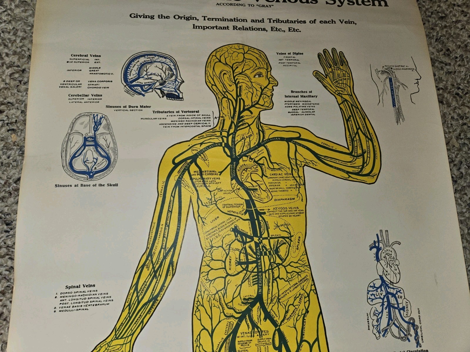Vintage 30s/40s/50s Anatomical Diagram Venous System Poster Display,20 x 33