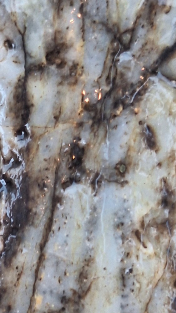 petrified wood log