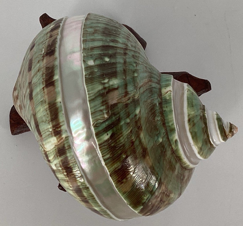 Green Turban Shell From Madagascar