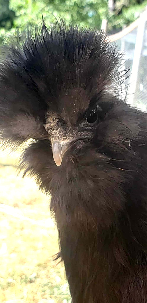 10+ BEAUTIFUL Silkie Hatching Eggs .