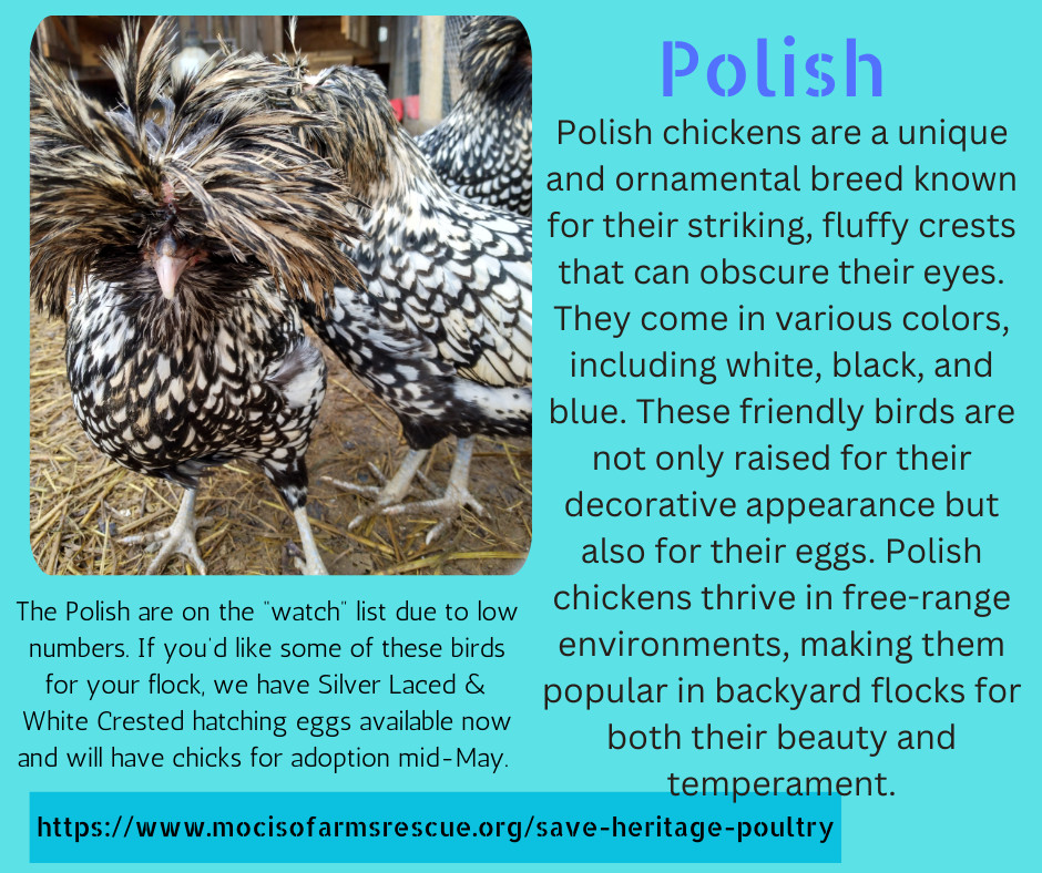 Hatching Eggs Polish Silver Laced 5+