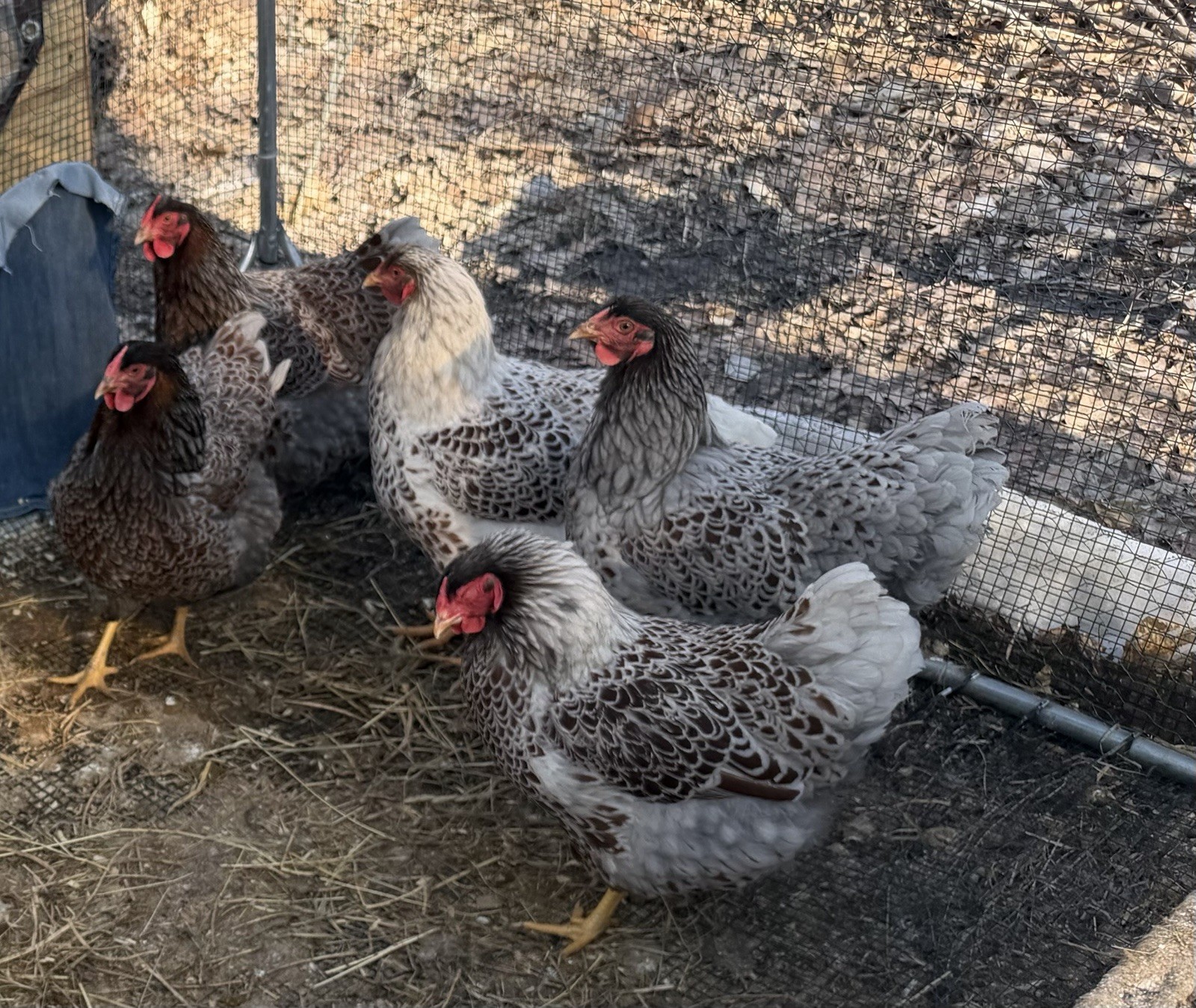 Dozen + Purebred Blue-Laced Red Wyandotte Hatching Eggs. Free Flat Rate Shipping