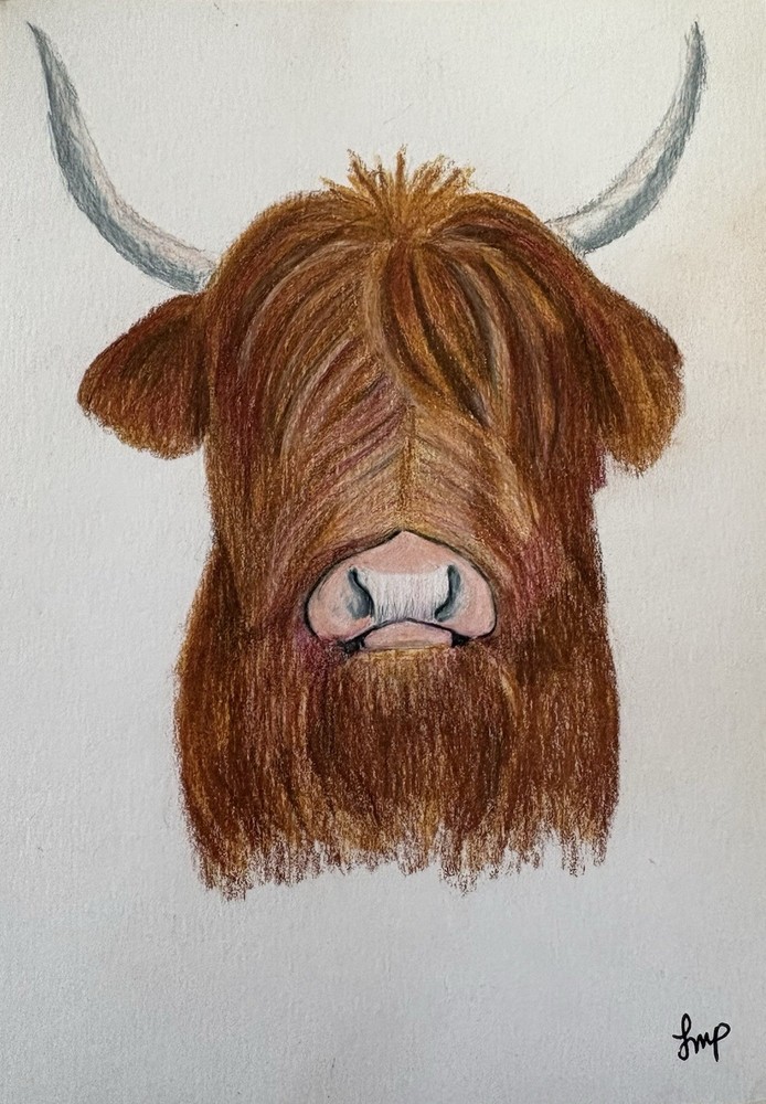 Highland Steer