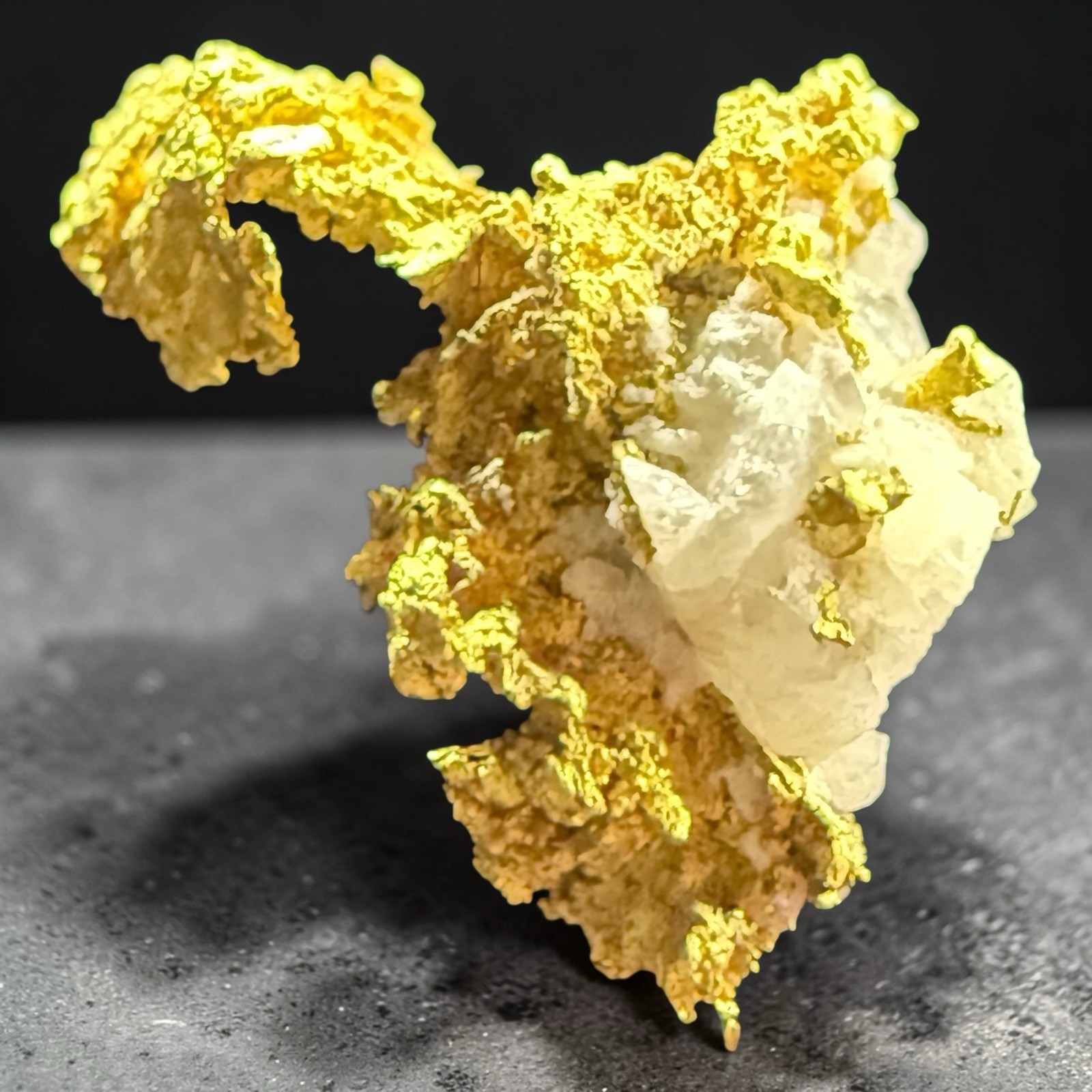 .540 GRAMS GRASS VALLEY NEVADA CRYSTALLIZED GOLD QUARTZ SPECIMEN "SWAN" #GQ540