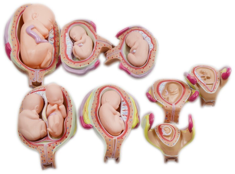 Human Anatomical Teaching Model PVC Embryo Development Process Education