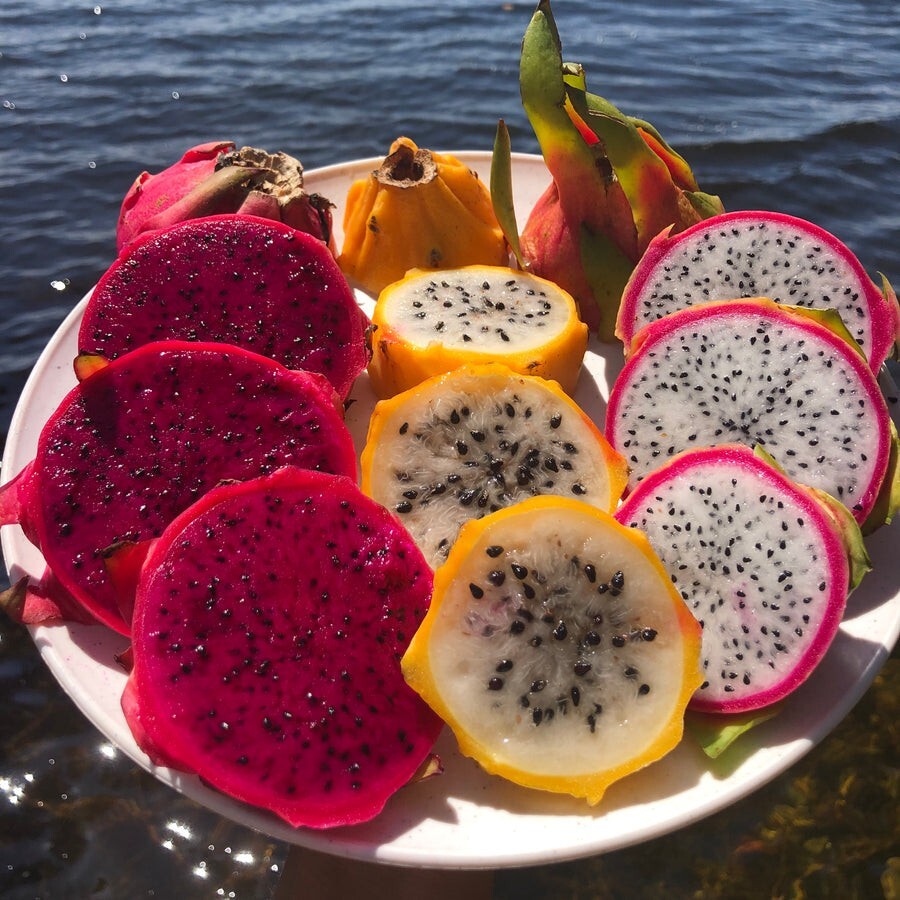 DRAGON FRUIT CUTTINGS - MULTIPLE VARIETIES - 13" - 17” Hi