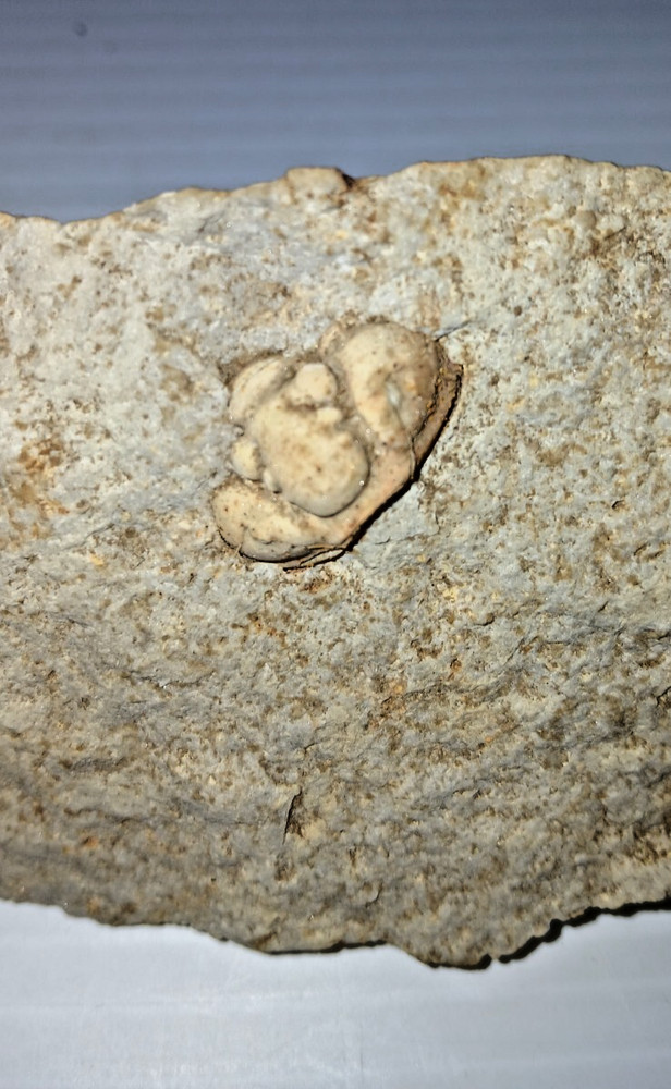 Trilobite Fossil
