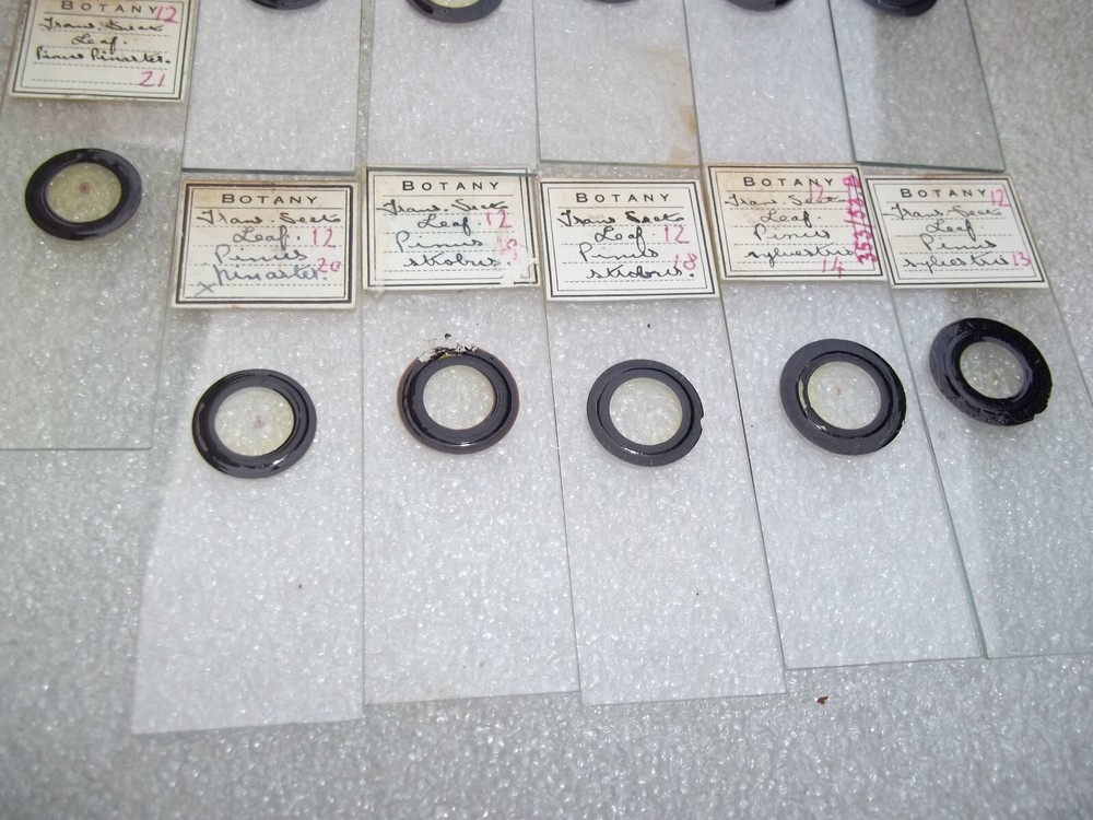 Vintage Glass Microscope Slides -