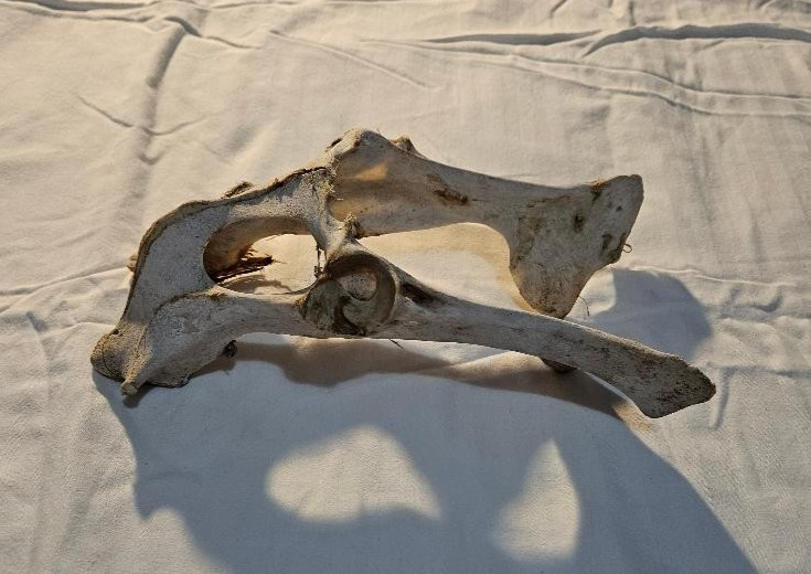 Deer Pelvis Bone