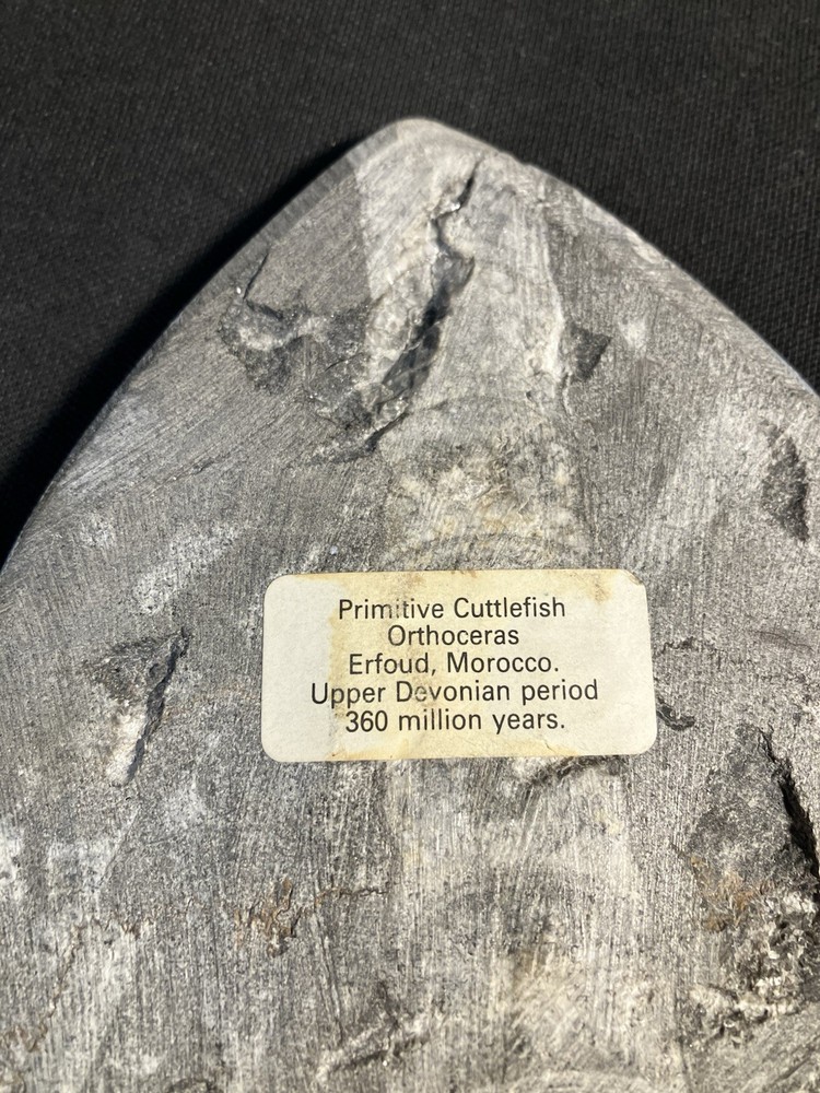 Fossil, Primitive Cuttlefish,Morocco. Polished.