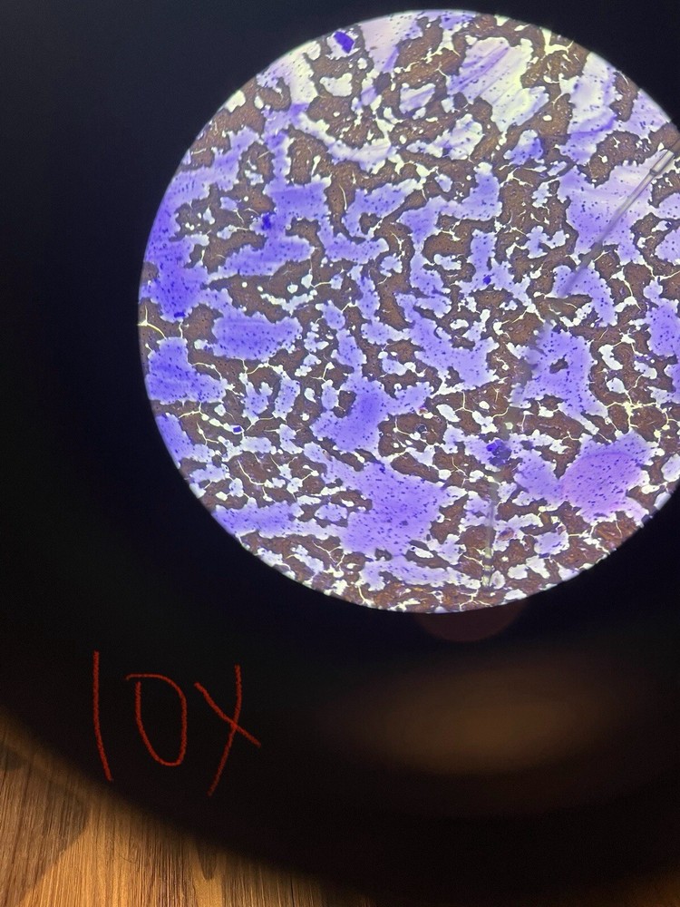 Nikon Eclipse E200 LED Binocular Microscope