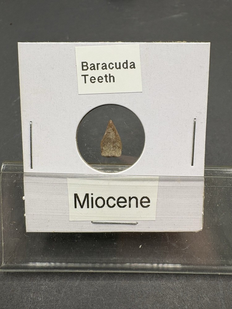 (12)- Mixed Location Micro Fossils- Miocene, Oligocene, Eocene, Cretaceous
