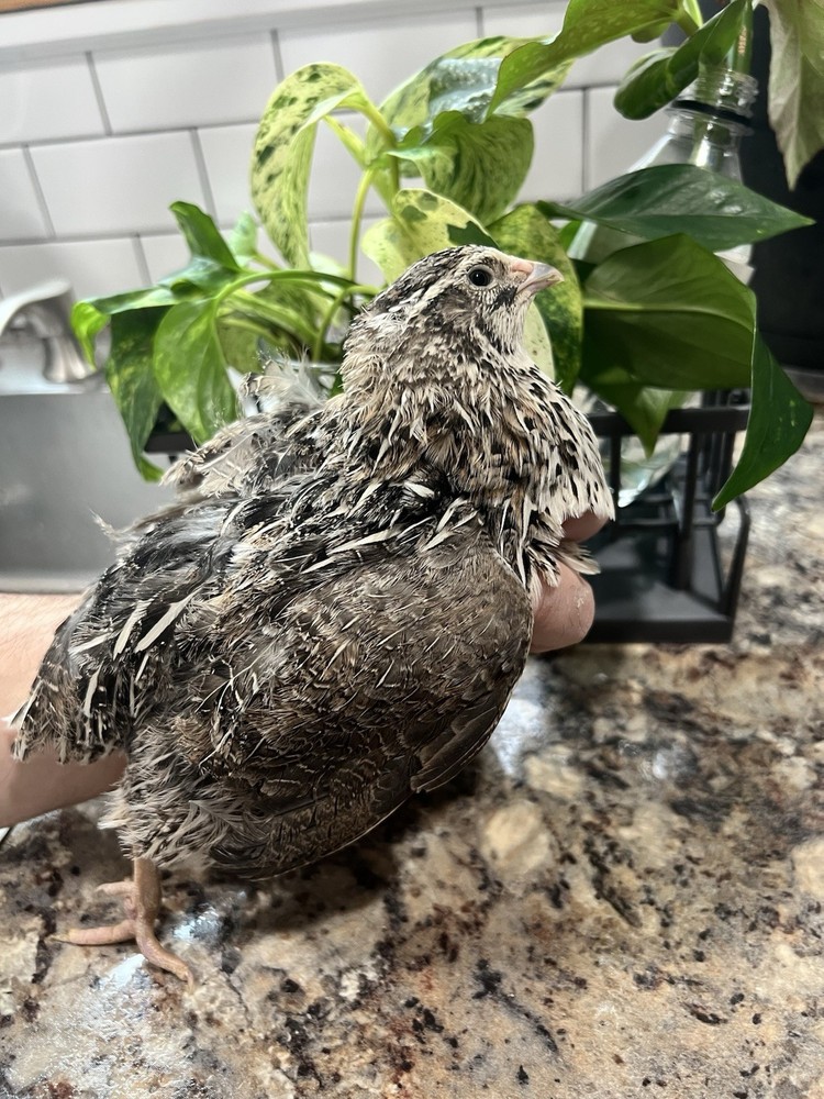 42 + 6 Extra Hatching Coturnix Jumbo Quail