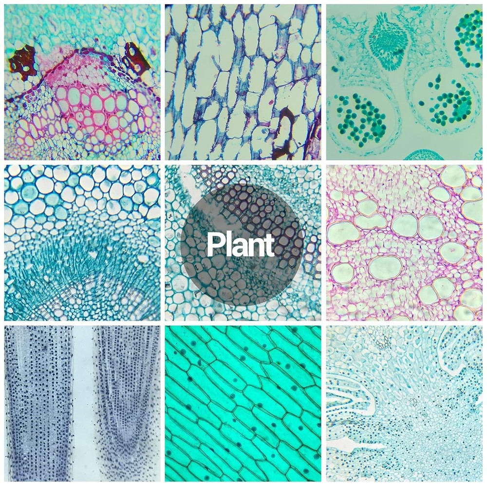 60 Microscope Slides with Varied Specimens - Perfect for Learning and Fun!