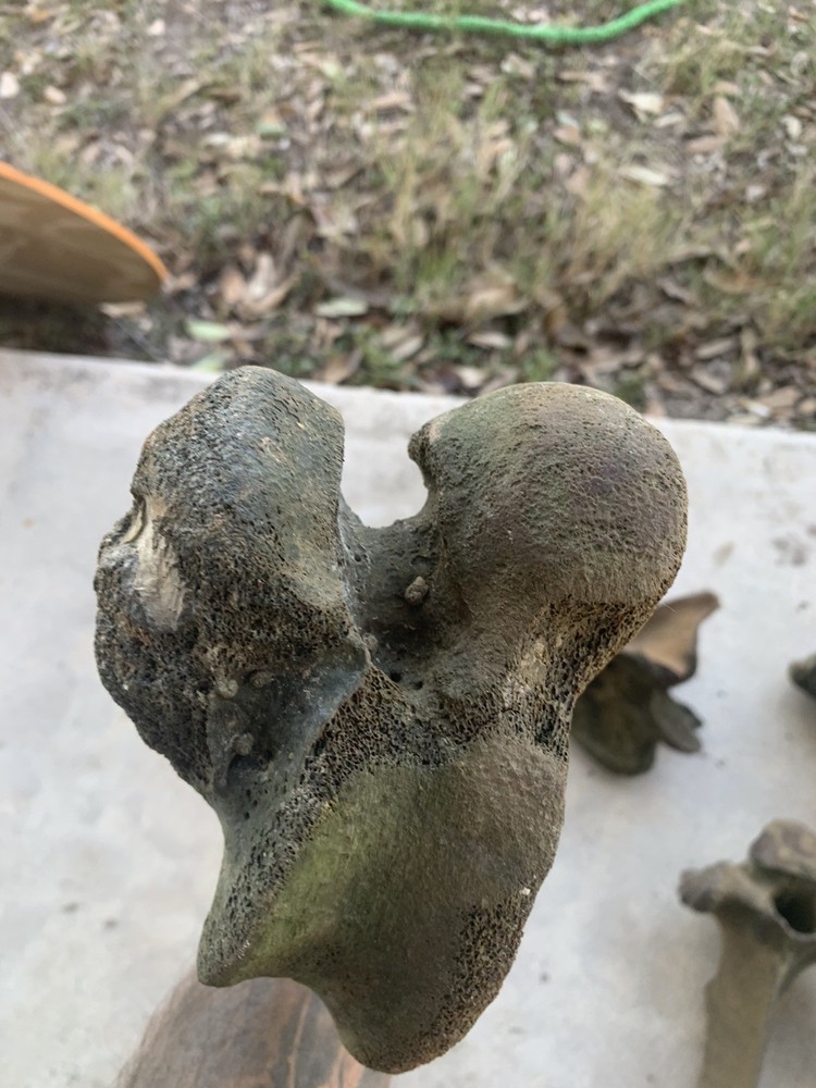 Fossilized Bison Bones