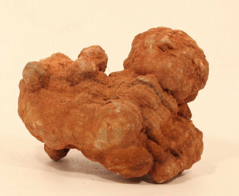 Moroccan stromatolite fossil