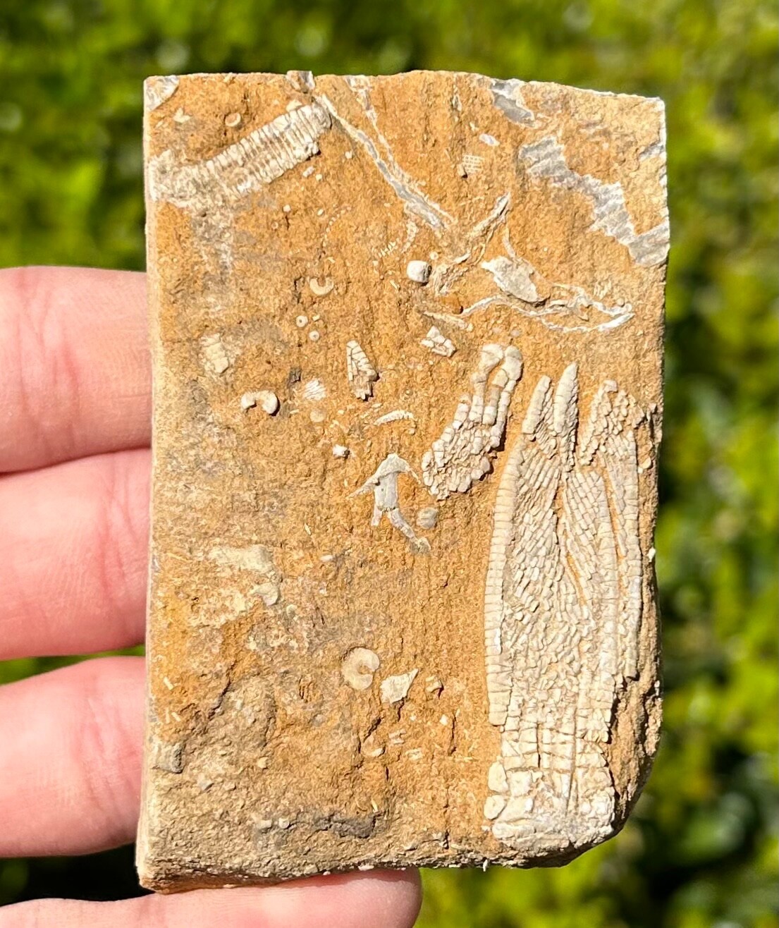 DOUBLE Fossil Crinoids in Matrix Phanocrinus Aphelecrinus Alabama Bangor Fm