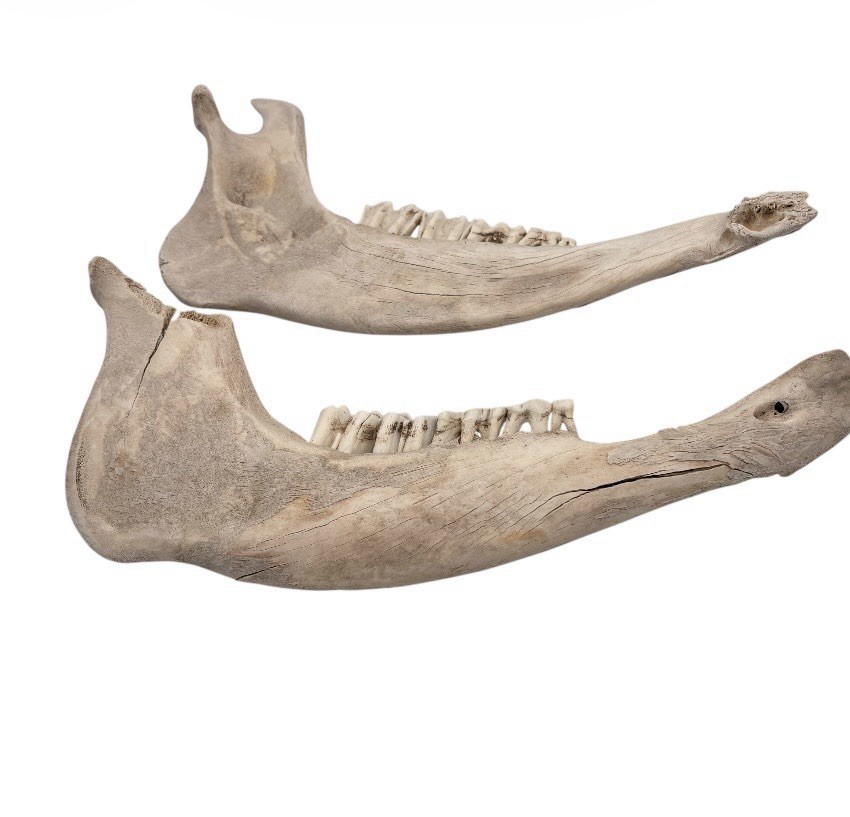2 Bull Jaw Bones