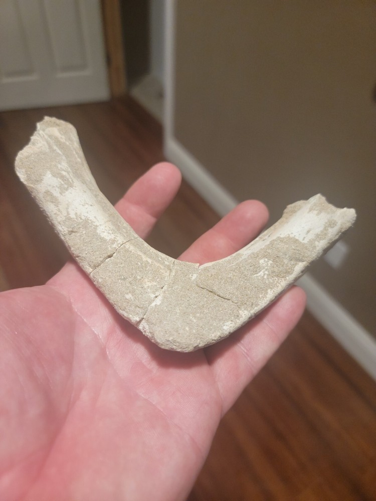 Prehistoric Turtle Jaw