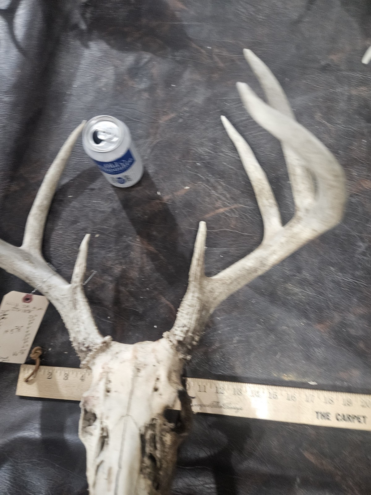 Wild 10 Point Whitetail Deer Antler Rack Horn European Skull Mount Man Cave 148"