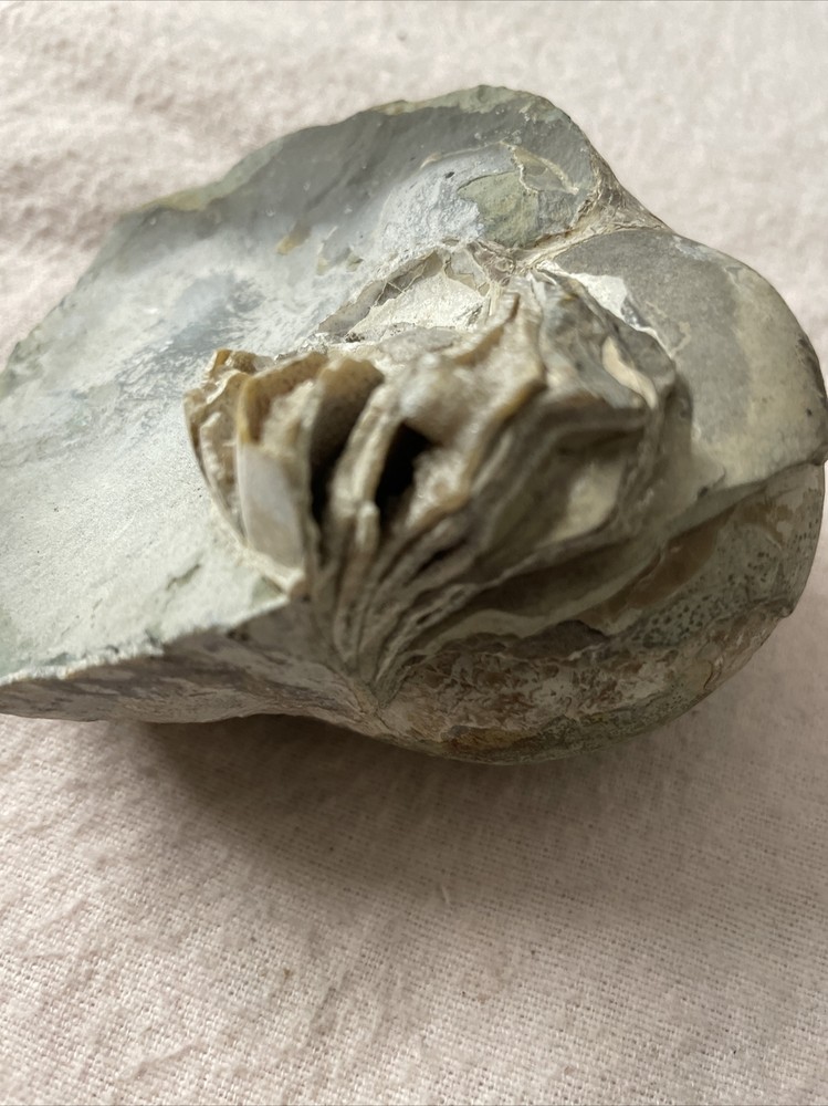 Real Fossil 485 Gr