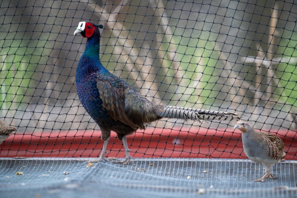 12+ Melanistic Mutant Pheasant Hatching Eggs