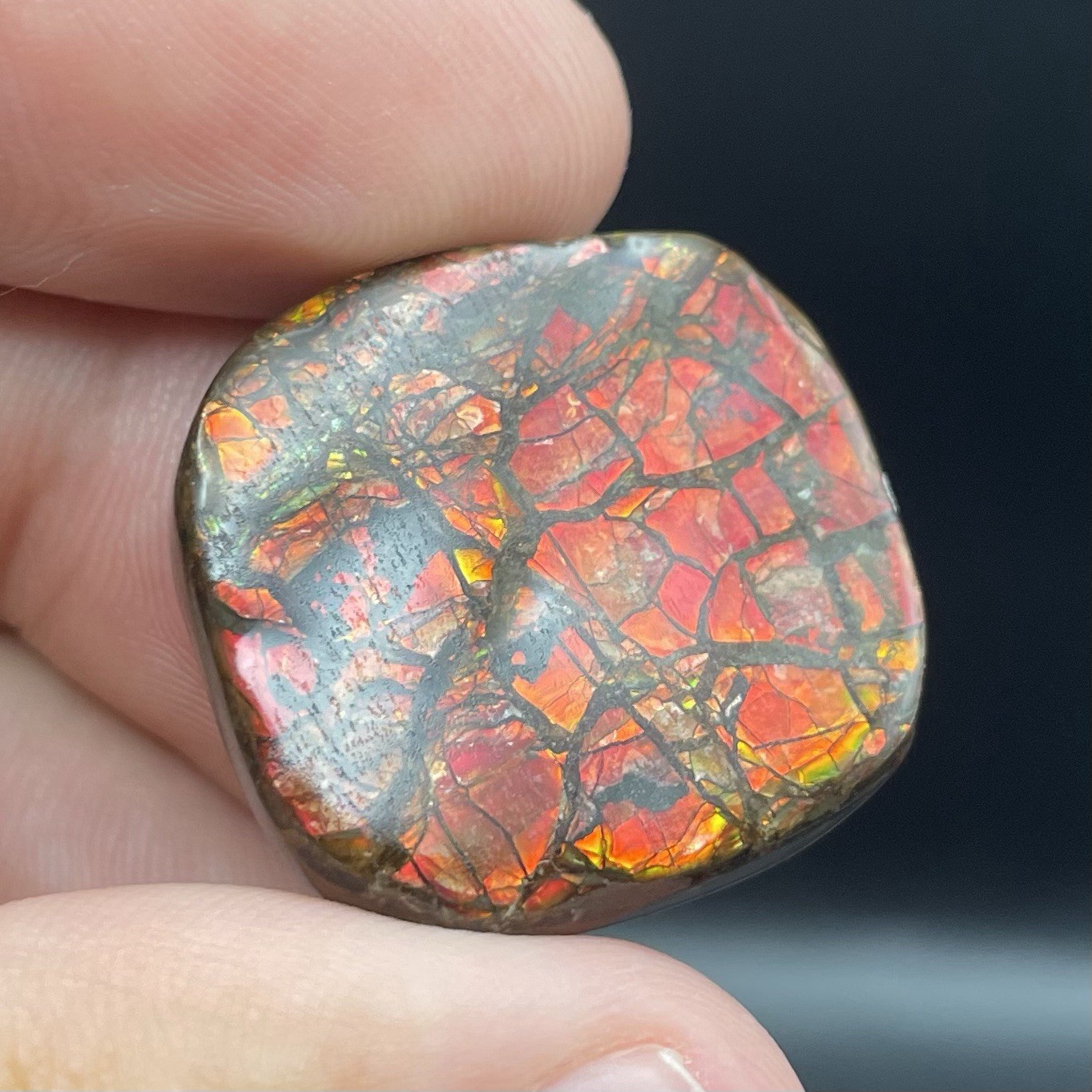 BEAUTIFUL DEEP RED CANADIAN AMMOLITE GENUINE AMMONITE FOSSIL CANADA