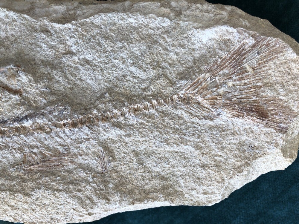 Fossil Fish Two Pieces 10.5" HEAVY