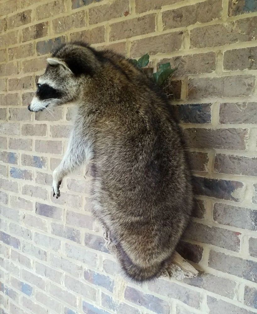 Unique Raccon Messenger Mount - NEW