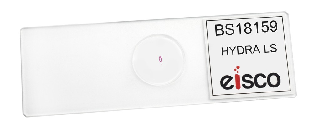 Hydra - Prepared Microscope Slide - 75x25mm - Eisco Labs