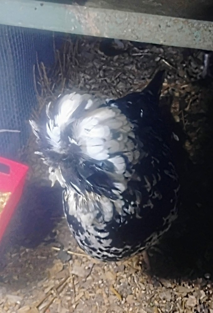 Mottled Houdan Hatching Eggs