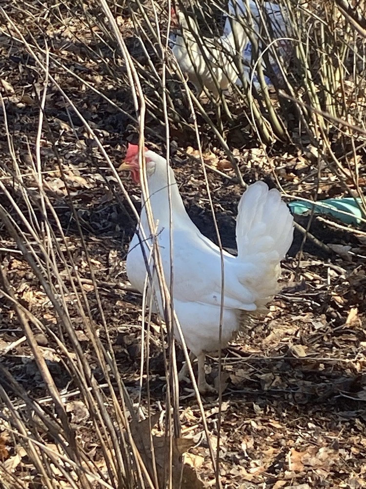 White Leghorn 12+ hatching eggs(Read Description)