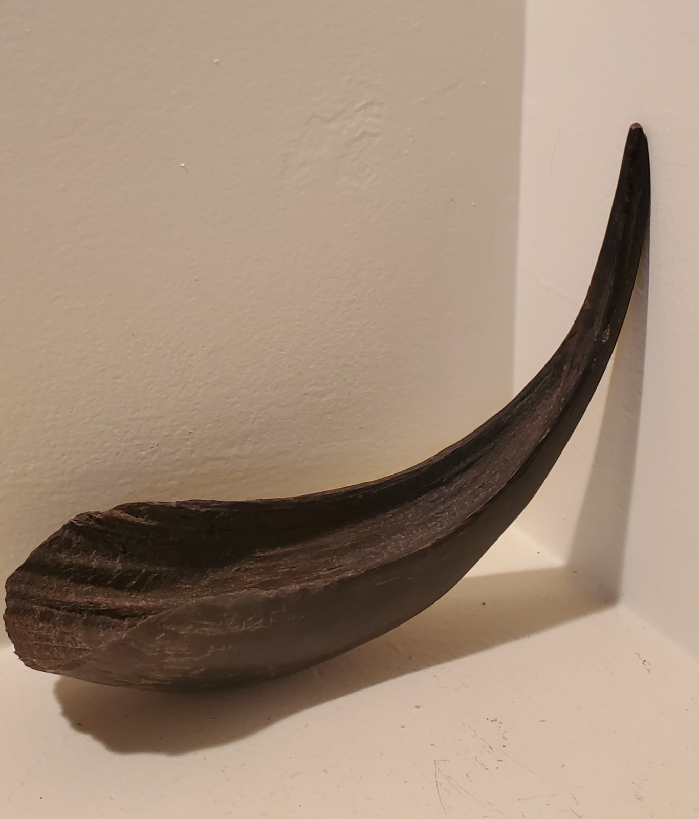 Antique OLD Native American Indian plains bison horn spoon   19th c.