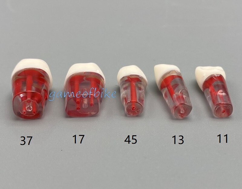 10x Dental Root Canal Teeth Study Practice Model Endodontic Pulp File Injection