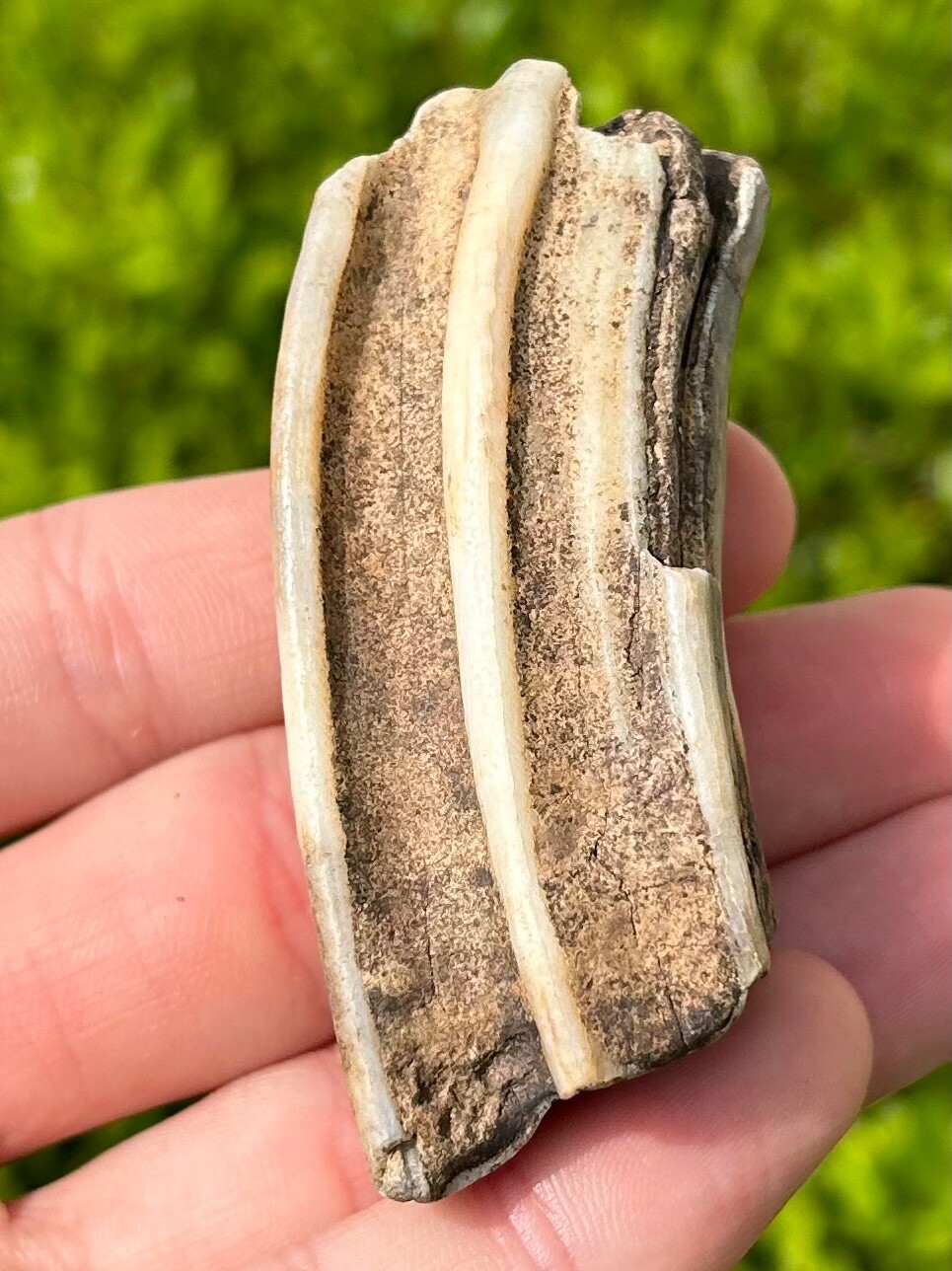 Texas Fossil Horse Tooth Equus Rare Location Pleistocene Ice Age Mammal