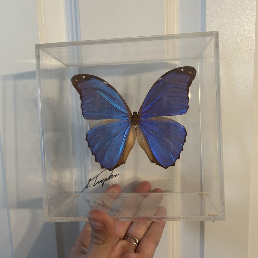 Sam Trophia Framed Acrylic Case Morpho Butterfly