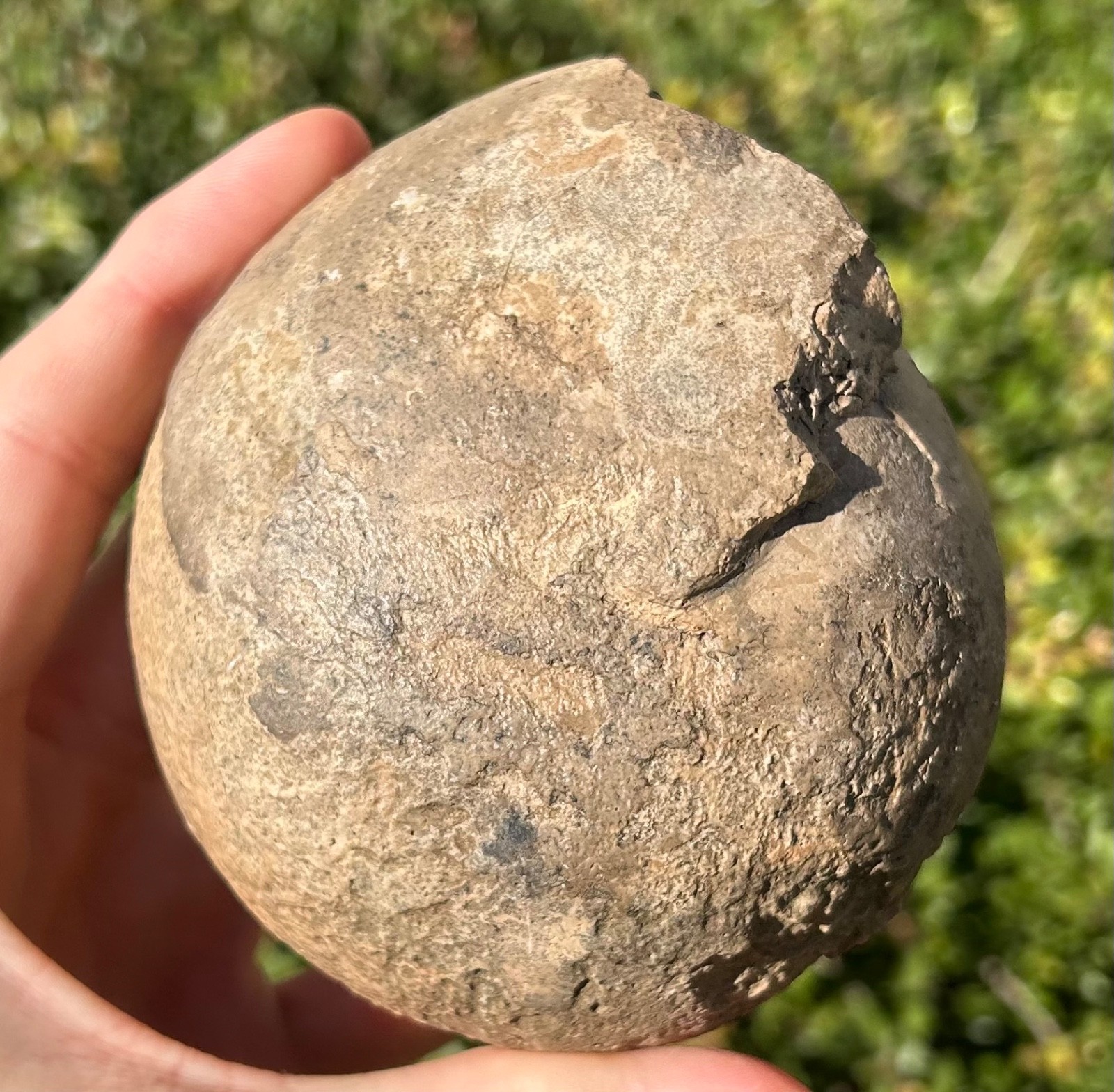 Indonesia Fossil Ammonite Permian Age Timor HUGE