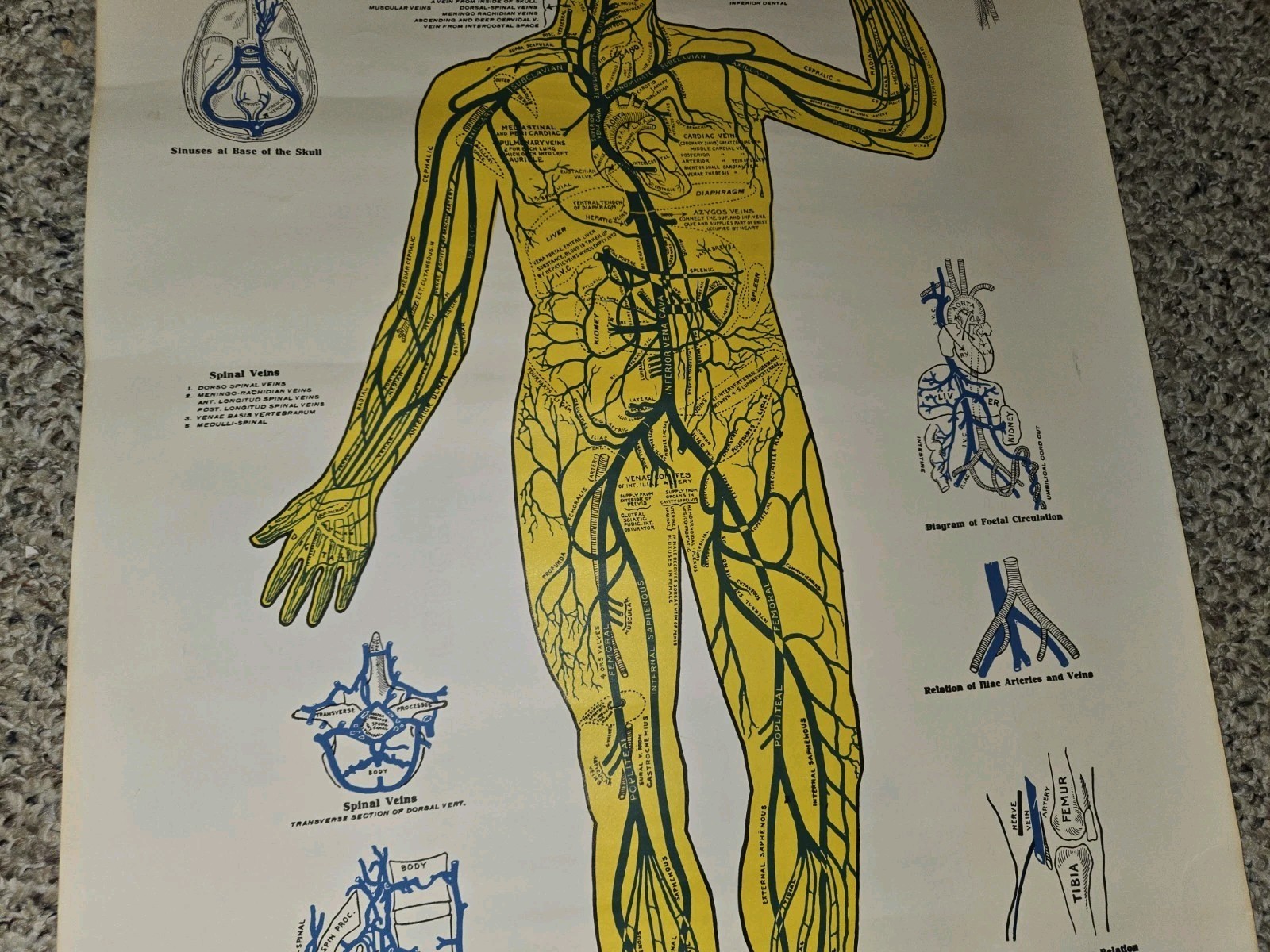 Vintage 30s/40s/50s Anatomical Diagram Venous System Poster Display,20 x 33