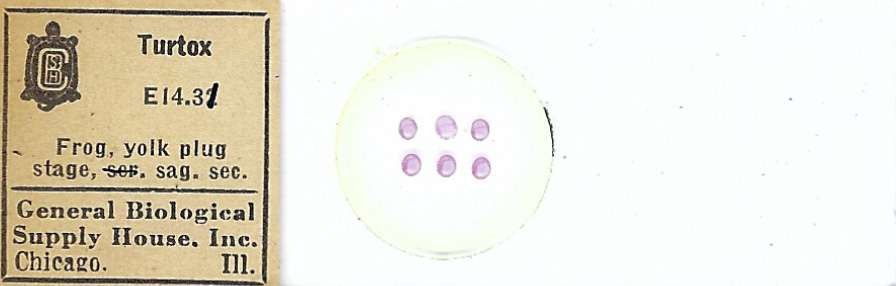 Frog Yolk Plug Stage Microscope Slide by Turtox